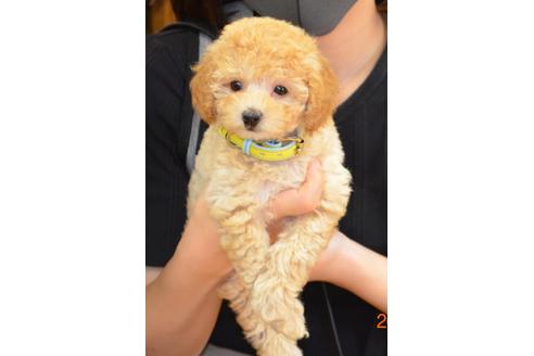 成約済の大阪府のティーカッププードル-97348の1枚目